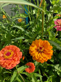 Jim Baggett’s Choice Mix – Organic Zinnia Seed