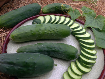 Cucumber- Poinsett