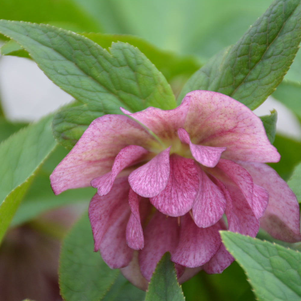 Wedding Crasher Double Hellebore