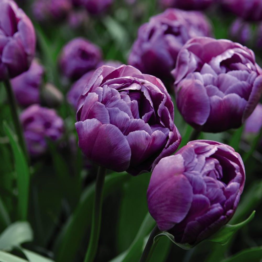 Tulip Diamond Bulbs