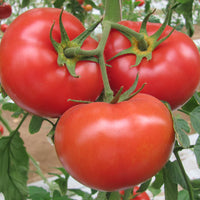 Tomato Marglobe Heirloom Vegetable Seeds