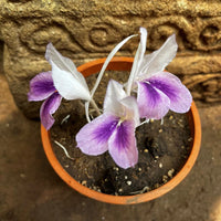 Kaempferia Rotunda White Purple Bulbs