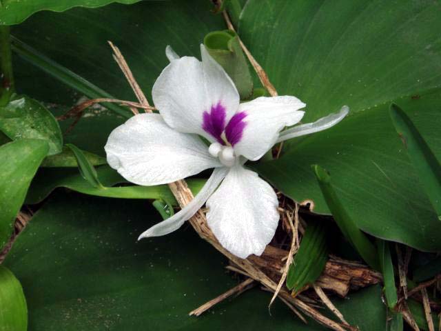 Kaempferia Galanga Bulbs