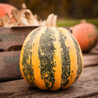 Winter Squash- Kakai 25g