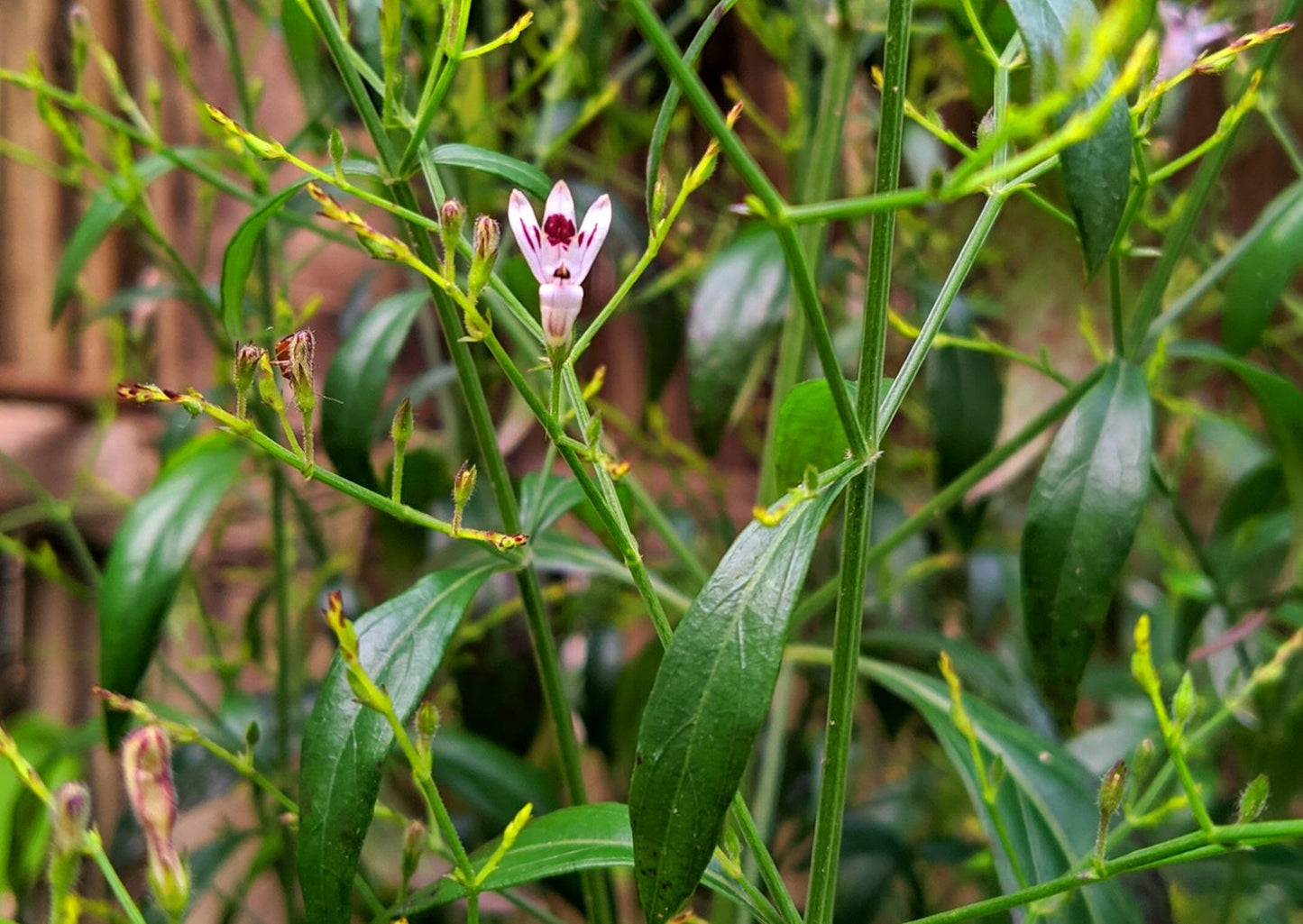 Andrographis Paniculata, Kalmegh - Seeds