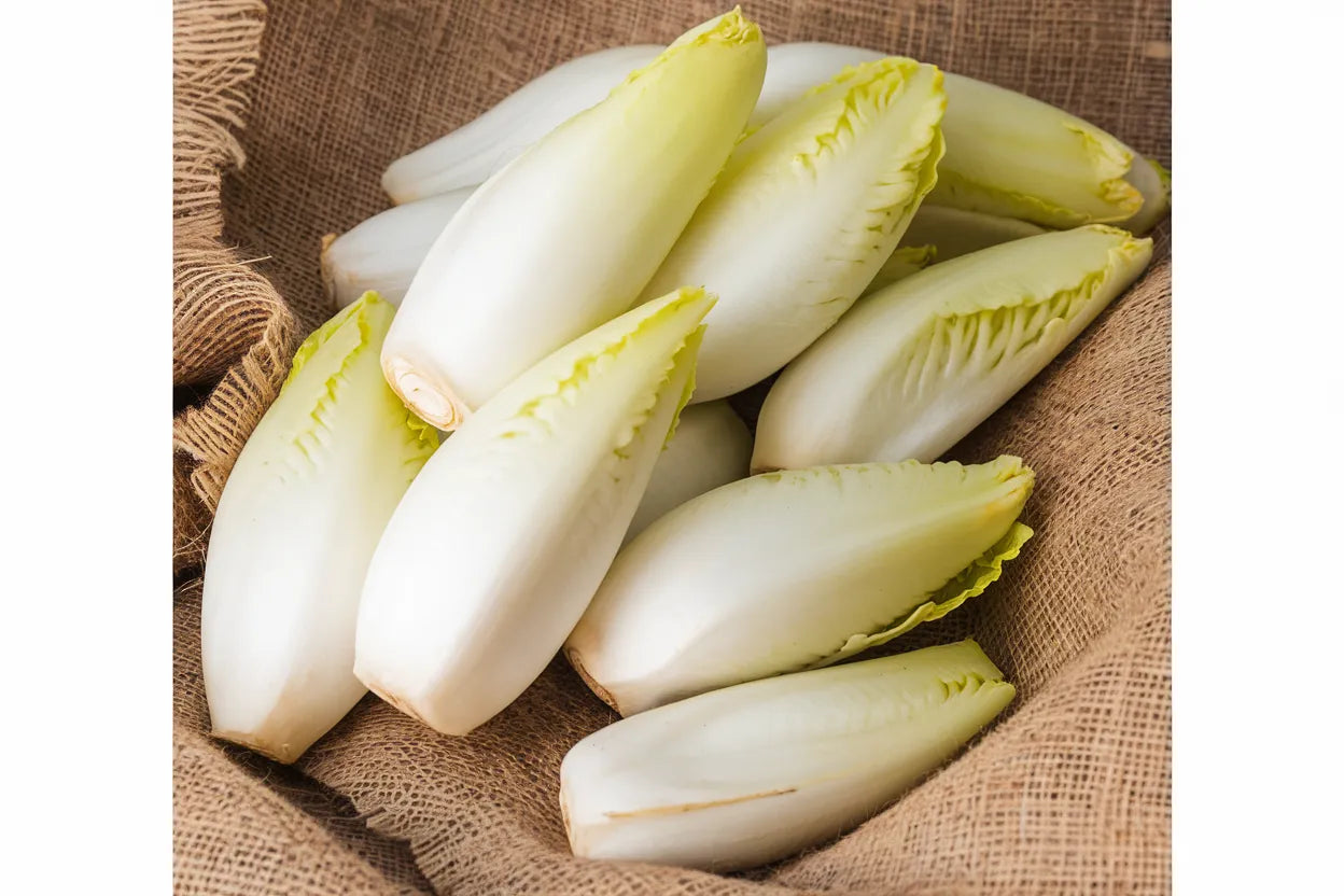 Bingo – Endive Seed