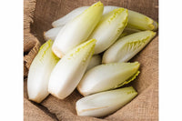 Bingo – Endive Seed