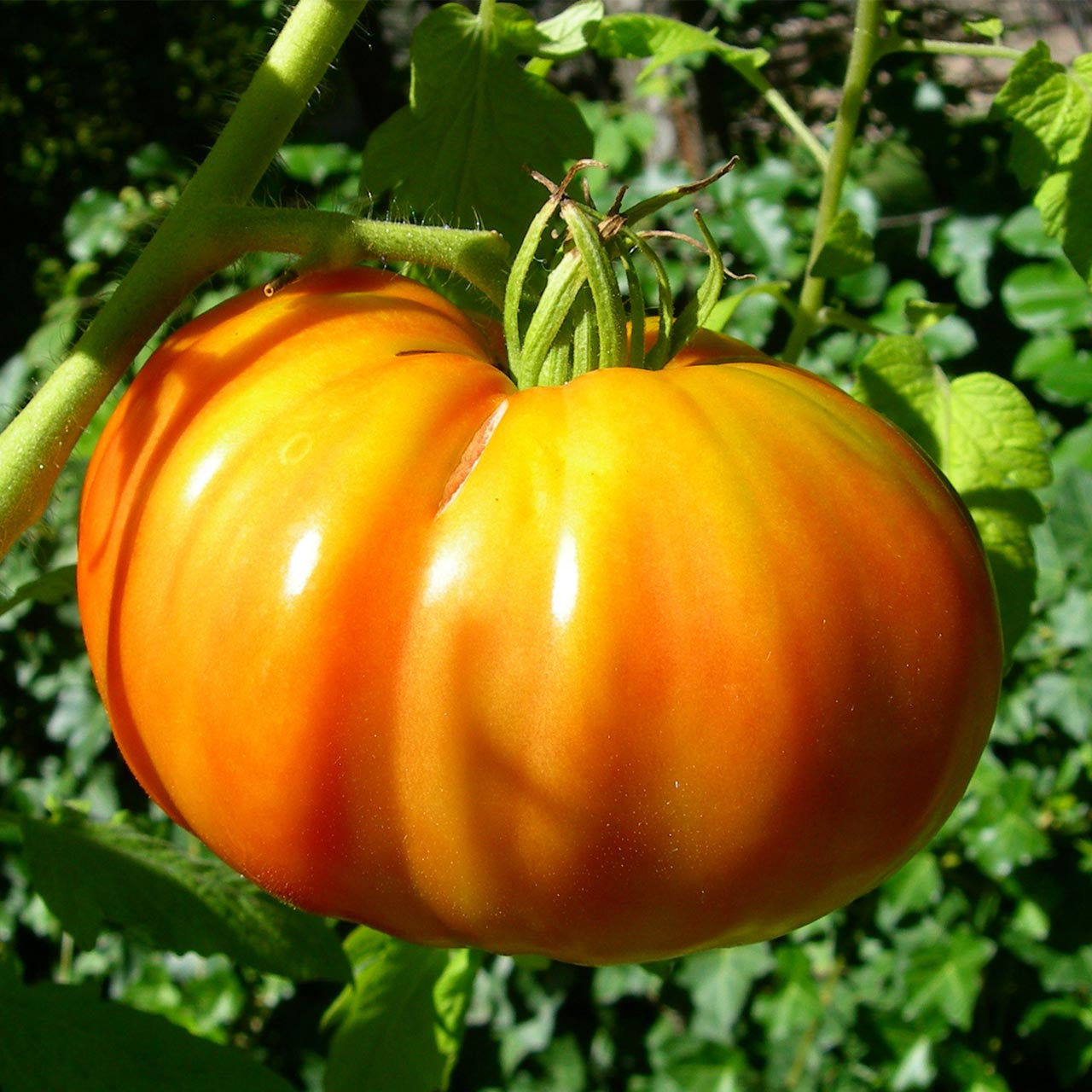 Yellow Brandywine – Organic Tomato Seed