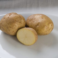 Belmonda – Seed Potatoes