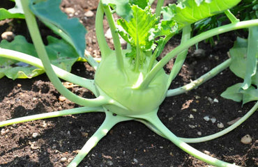 Winner – Kohlrabi Seed