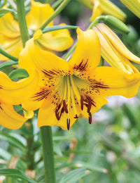 Tiger Lily- Yellow Brush