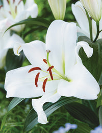 Lily Zambesi Trumpet White Bulb