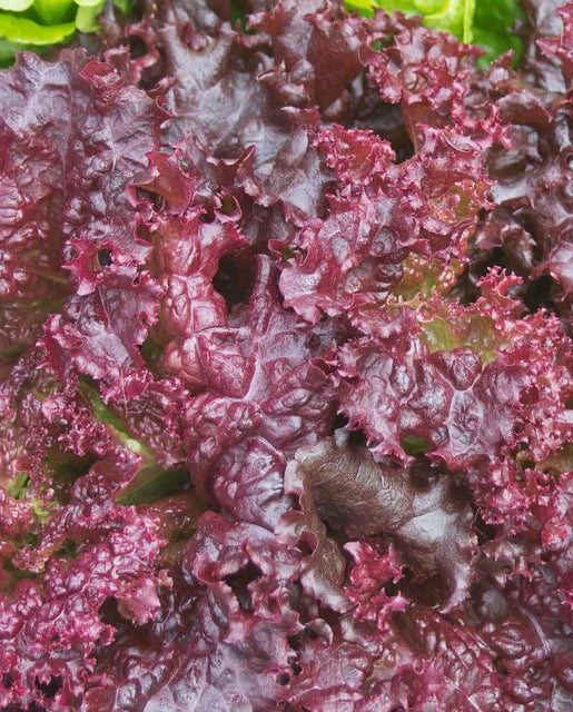 Alboreto – Lettuce Seed