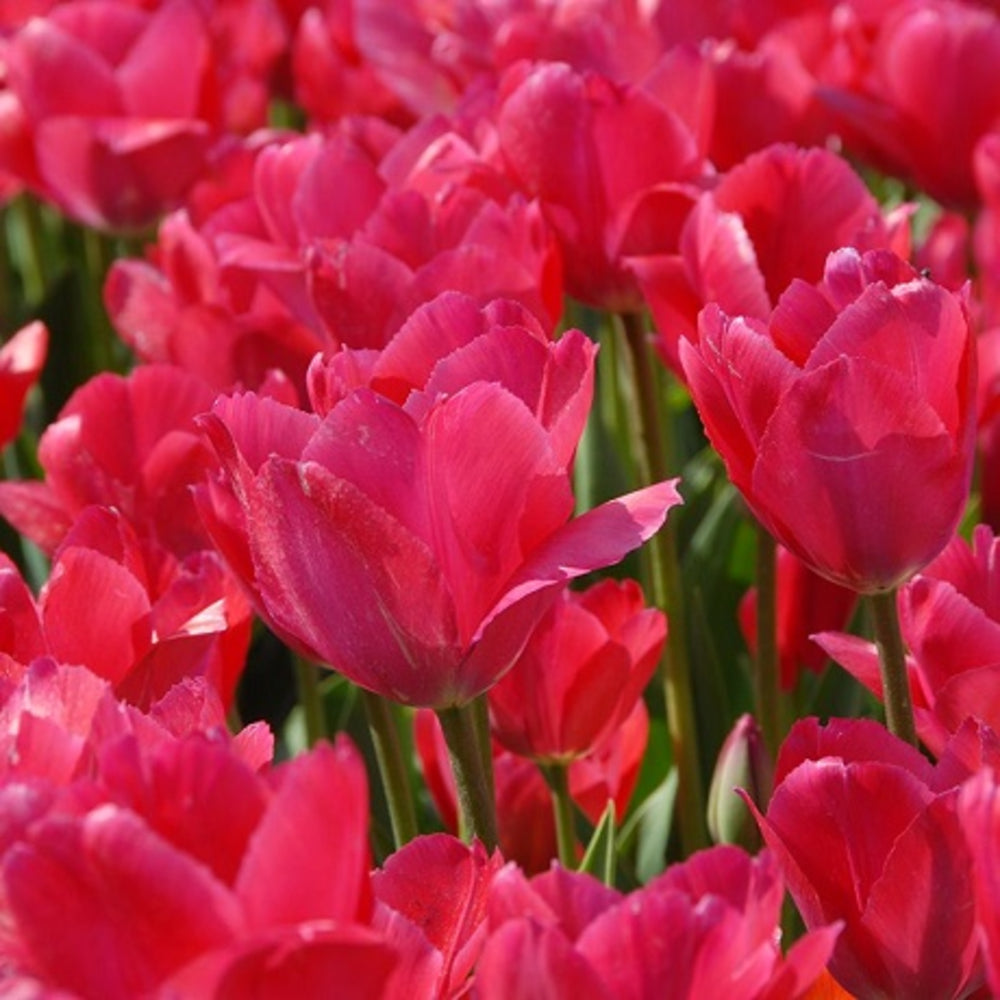 Tulip Van Eijk Pink Bulbs