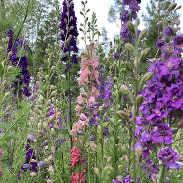 Galilee Blue – Organic Larkspur Seed