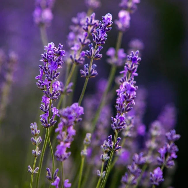 Lavender Seeds