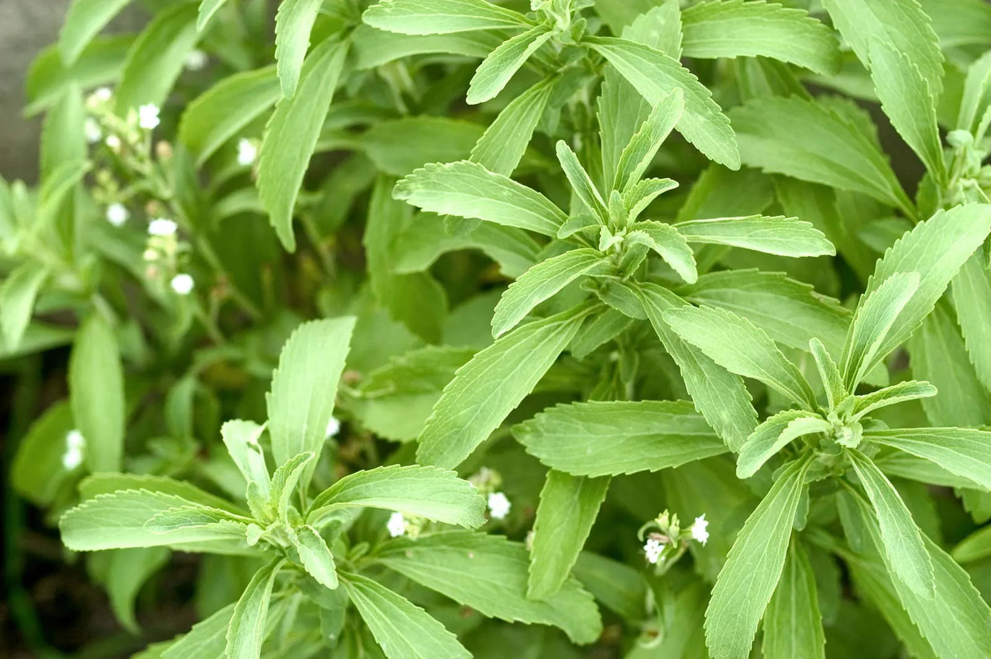 Sweet Stevia Rebaudiana Plant Seeds