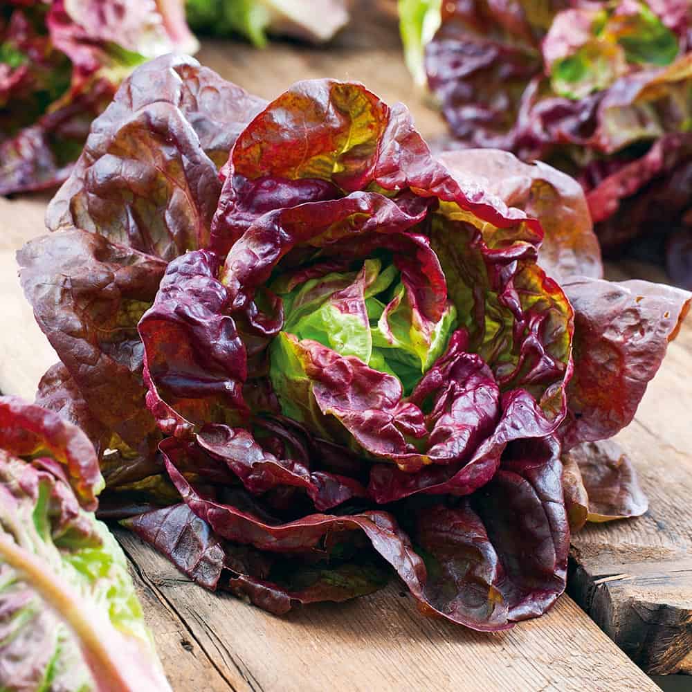 Lettuce- Marvel of Four Seasons