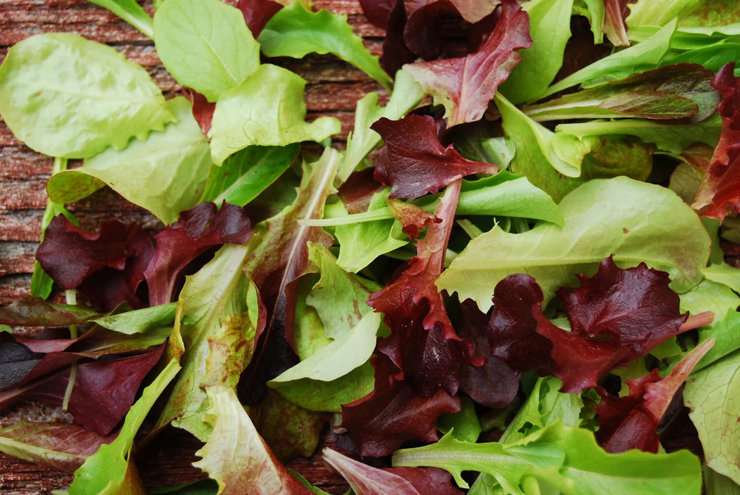 Wildfire Lettuce Mix – Lettuce Seeds