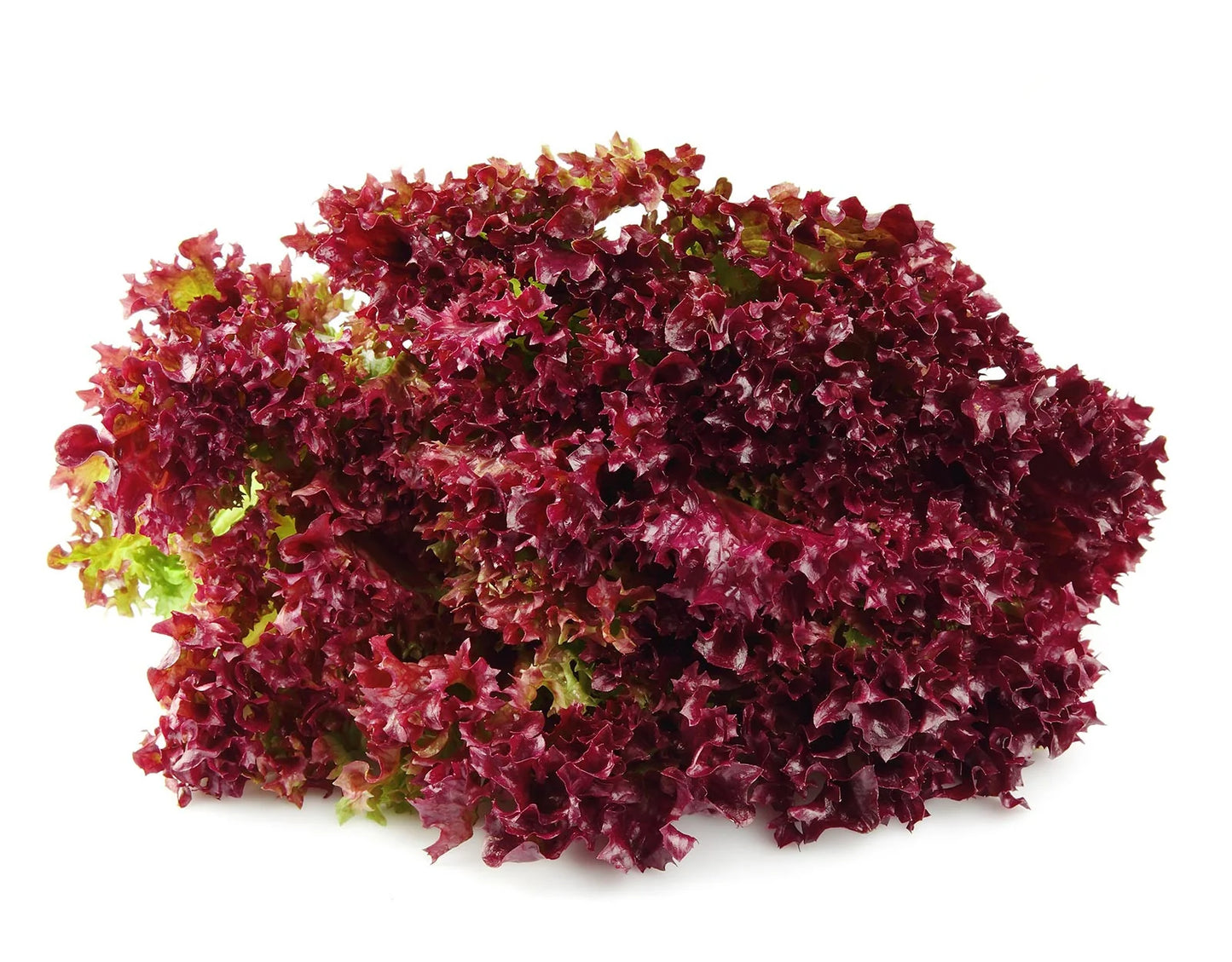 Antonet – Lettuce Seed