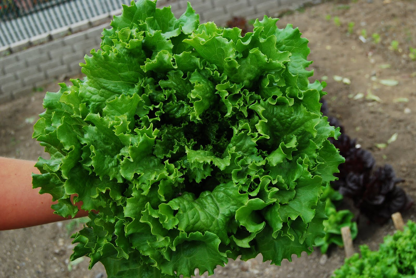 Bergam’s Green – Organic Lettuce