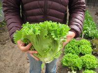 Bergam’s Green – Organic Lettuce