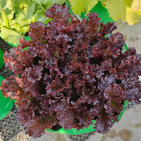 Antonet – Lettuce Seed