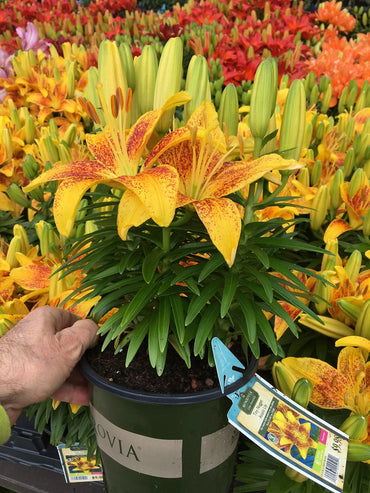 Tiny Parrot Patio Lily