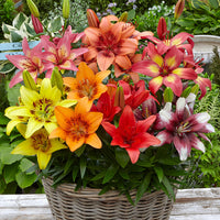 All Season Lily Mixture