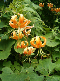 Tiger Lily- Henryi