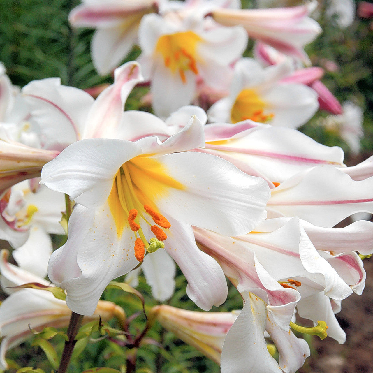 Lilium Regale Kings Lily White Bulb