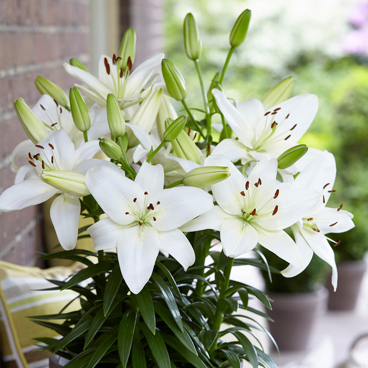 Lilium Star Lily White Bulb