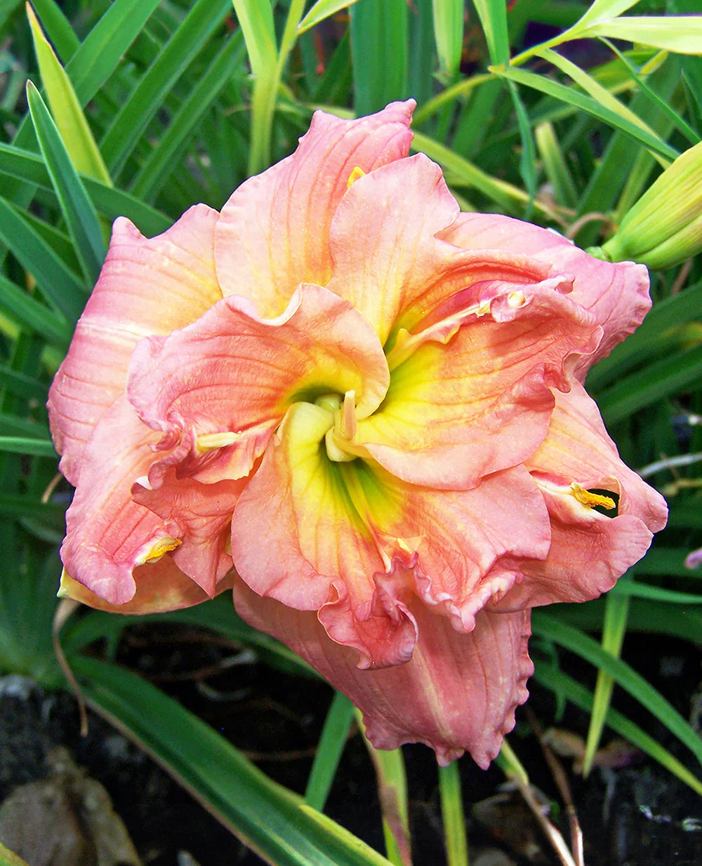 Lilylands Melon Sorbet Daylily