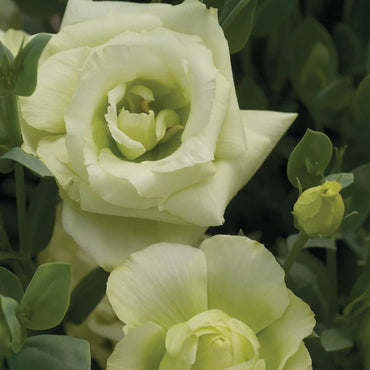 Mariachi Lime Green Lisianthus