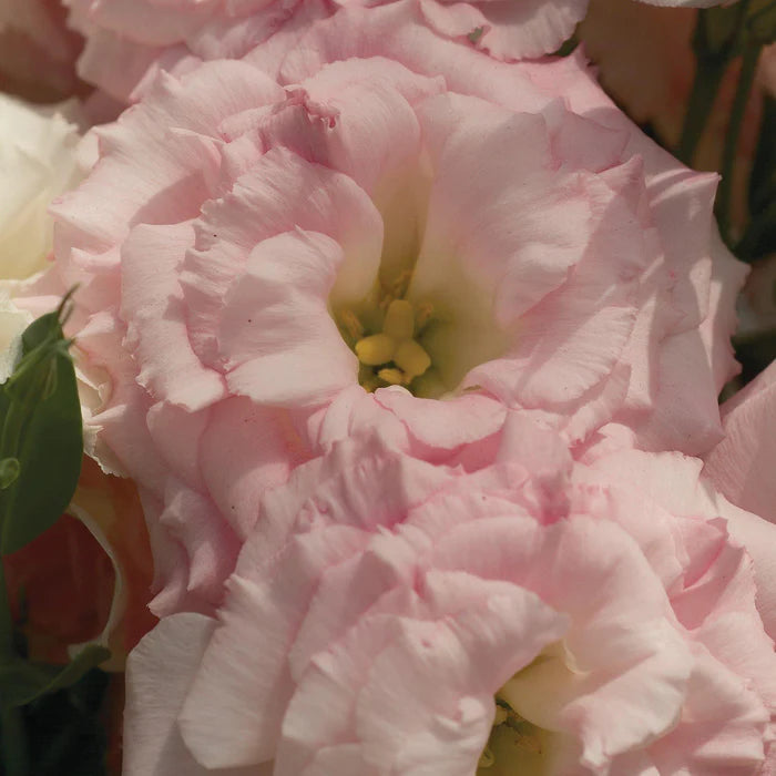 Mariachi Pink – Lisianthus Seed