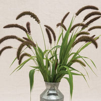 Black Tip Wheat – Ornamental Grass Seed