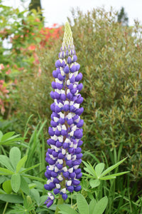 The Governor – Lupine Seed