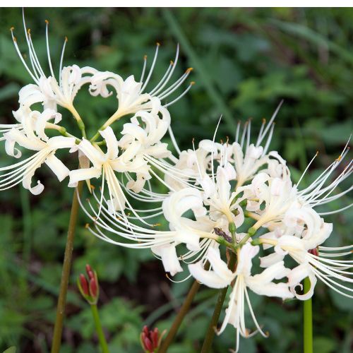 Lycoris Spider Lily Random Color Bulbs