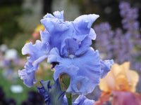 Victoria Falls Reblooming Tall Bearded Iris Seeds