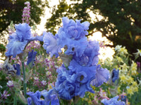 Victoria Falls Reblooming Tall Bearded Iris Seeds