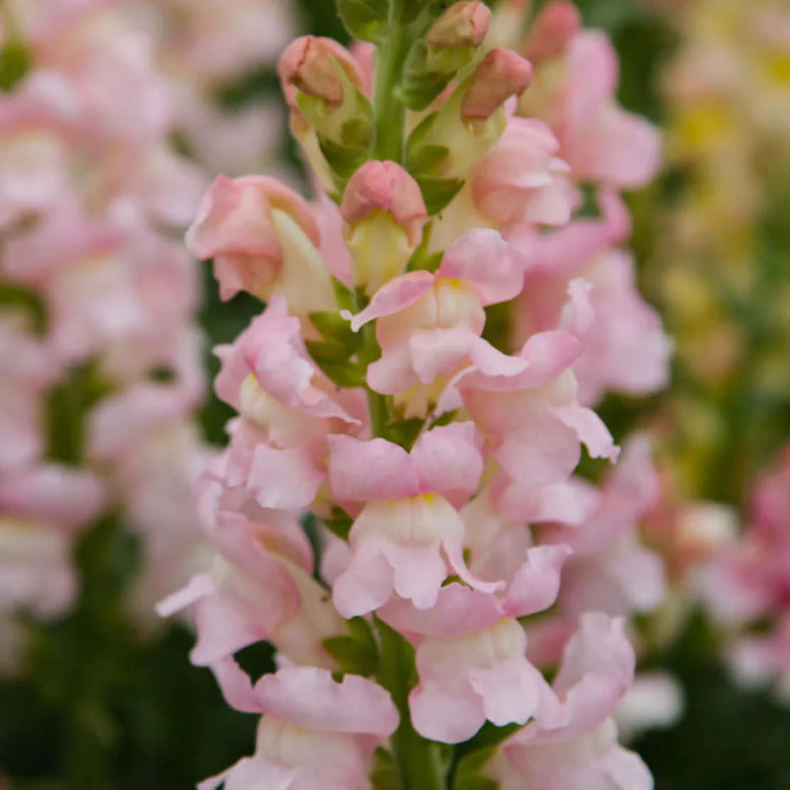 Costa Light Rose II – Snapdragon Seed