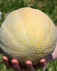 Triton – Melon Seed