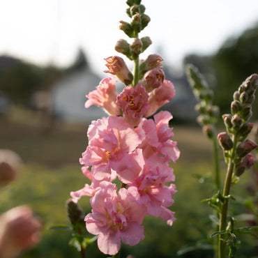 Madame Butterfly Pink – Snapdragon Seed