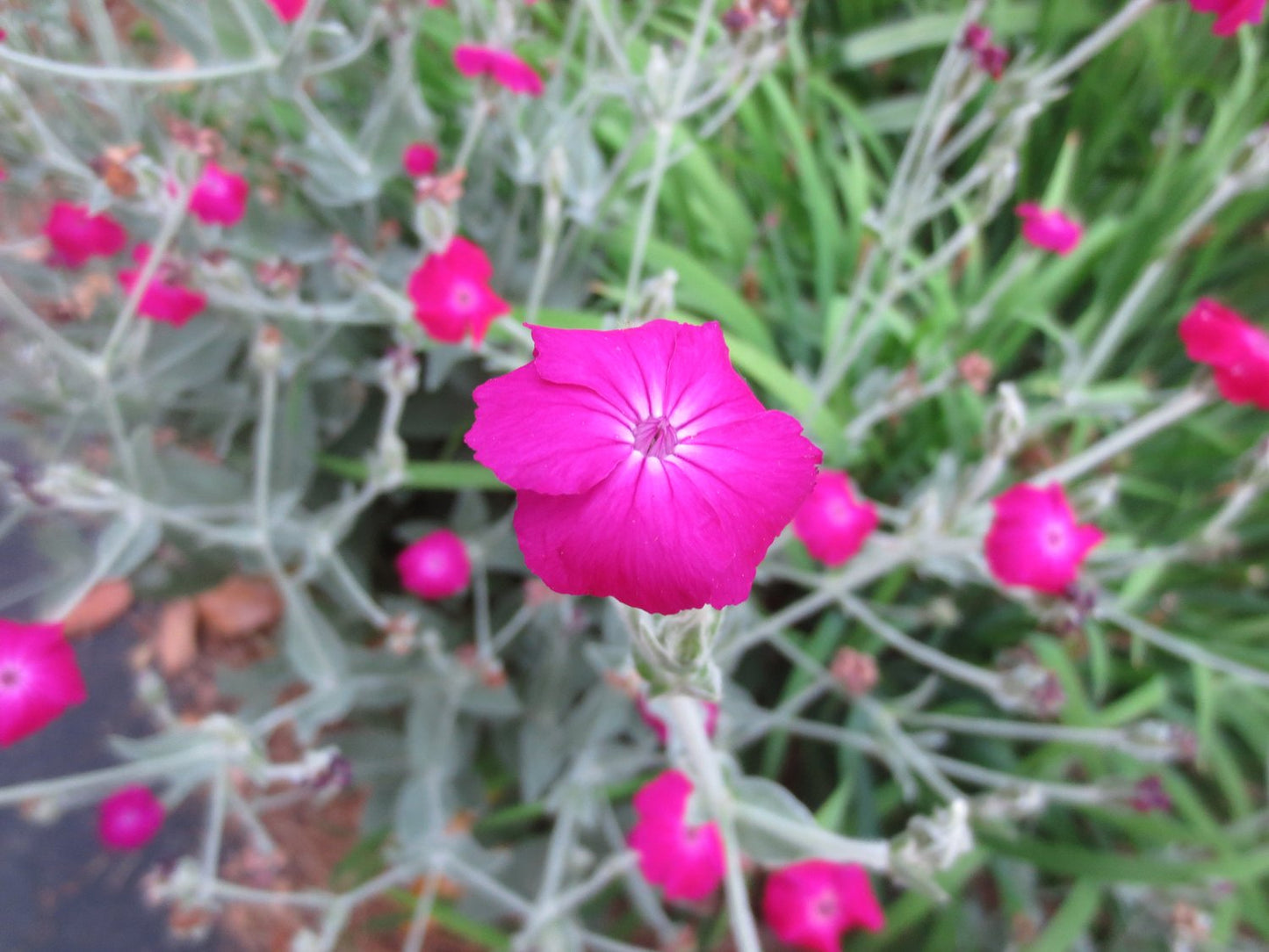 Champion Rose II -Campanula Seed