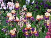 Undercurrent Bearded Iris Seeds