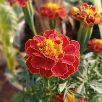 Marigold Jafri Seeds