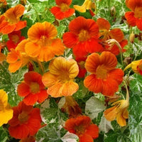 Nasturtium Variegated Seeds