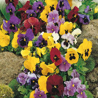 Pansy Swiss Giant Seeds