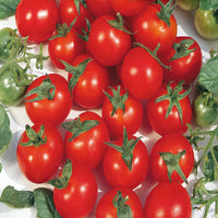 Tomato- Principe Borghese