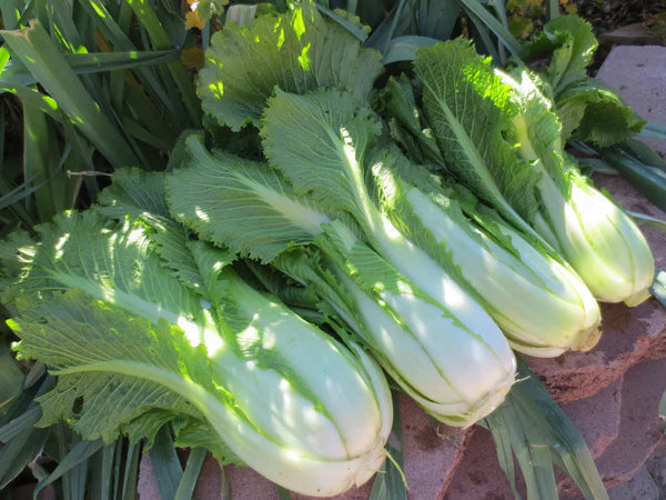 Cabbage, Chinese- Michihili